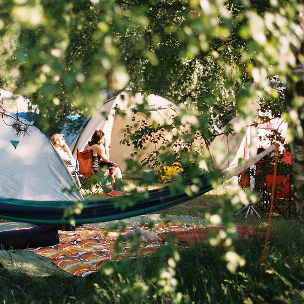 Blick durch die Birken auf eine Hängematte und Zelte.